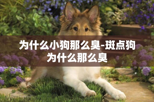 為什么小狗那么臭-斑點狗為什么那么臭