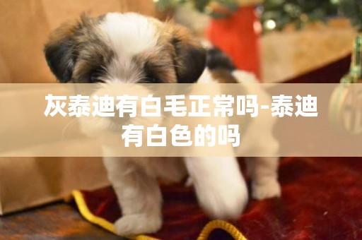 灰泰迪有白毛正常嗎-泰迪有白色的嗎