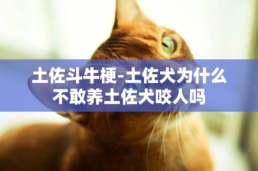 土佐斗牛梗-土佐犬為什么不敢養土佐犬咬人嗎