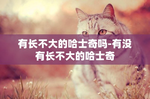 有長不大的哈士奇嗎-有沒有長不大的哈士奇
