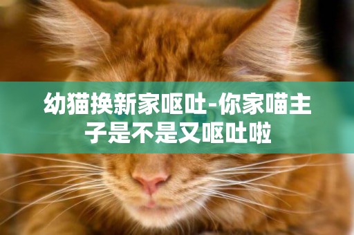 幼貓換新家嘔吐-你家喵主子是不是又嘔吐啦