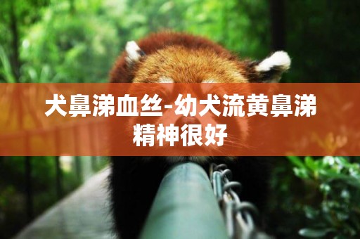 犬鼻涕血絲-幼犬流黃鼻涕精神很好