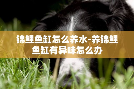 錦鯉魚缸怎么養水-養錦鯉魚缸有異味怎么辦