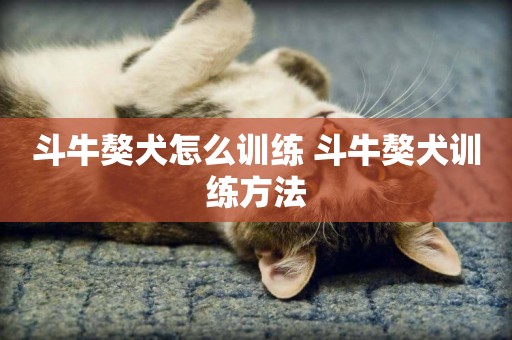 斗牛獒犬怎么訓練 斗牛獒犬訓練方法