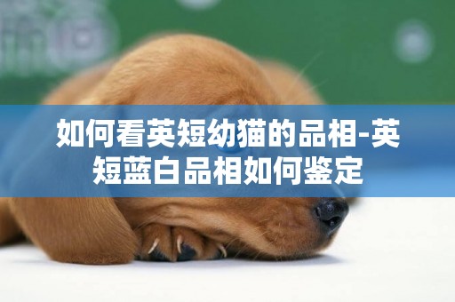 如何看英短幼貓的品相-英短藍白品相如何鑒定