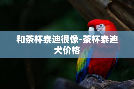 和茶杯泰迪很像-茶杯泰迪犬價格