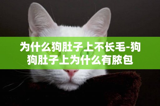 為什么狗肚子上不長毛-狗狗肚子上為什么有膿包