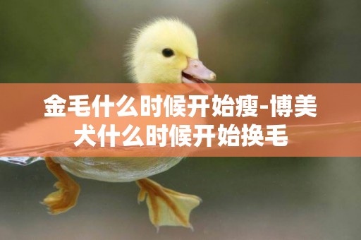 金毛什么時候開始瘦-博美犬什么時候開始換毛