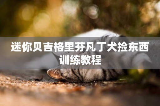 迷你貝吉格里芬凡丁犬撿東西訓練教程