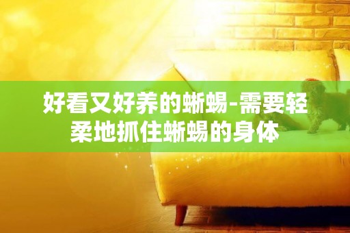 好看又好養的蜥蜴-需要輕柔地抓住蜥蜴的身體