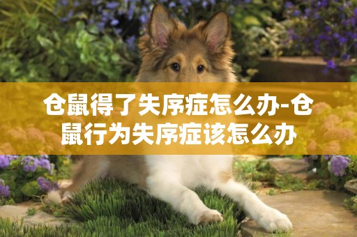 倉鼠得了失序癥怎么辦-倉鼠行為失序癥該怎么辦