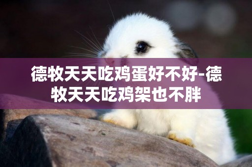 德牧天天吃雞蛋好不好-德牧天天吃雞架也不胖