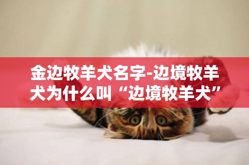 金邊牧羊犬名字-邊境牧羊犬為什么叫“邊境牧羊犬”
