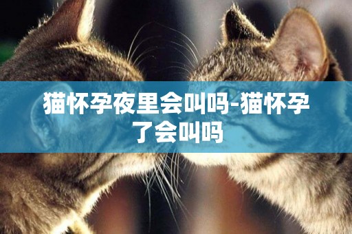 貓懷孕夜里會叫嗎-貓懷孕了會叫嗎