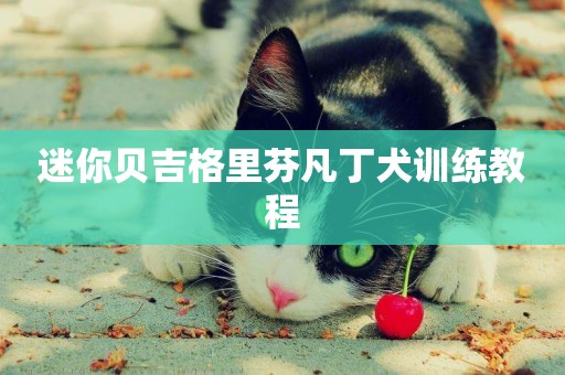 迷你貝吉格里芬凡丁犬訓練教程