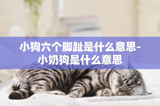 小狗六個腳趾是什么意思-小奶狗是什么意思