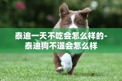 泰迪一天不吃會怎么樣的-泰迪狗不遛會怎么樣