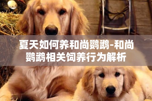 夏天如何養和尚鸚鵡-和尚鸚鵡相關飼養行為解析