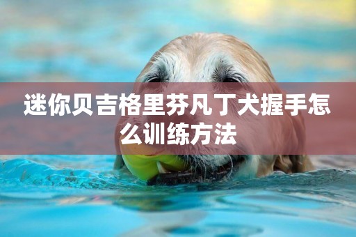 迷你貝吉格里芬凡丁犬握手怎么訓練方法