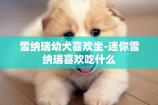 雪納瑞幼犬喜歡坐-迷你雪納瑞喜歡吃什么