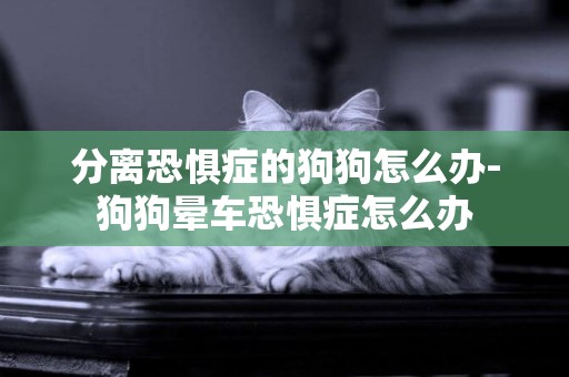 分離恐懼癥的狗狗怎么辦-狗狗暈車恐懼癥怎么辦