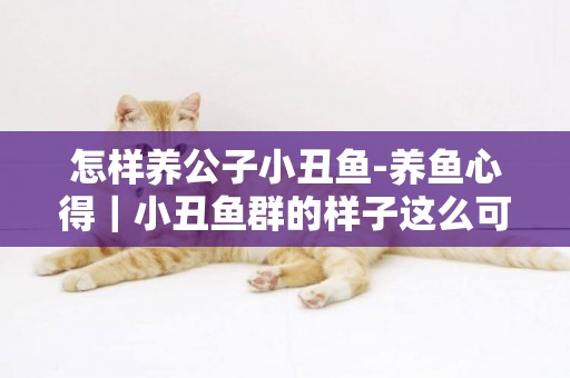 怎樣養公子小丑魚-養魚心得｜小丑魚群的樣子這么可愛