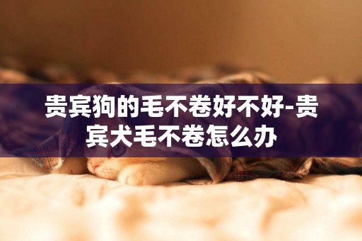 貴賓狗的毛不卷好不好-貴賓犬毛不卷怎么辦
