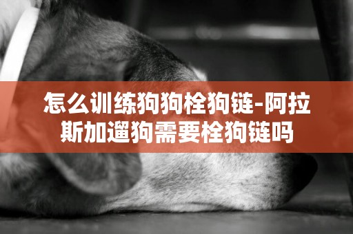 怎么訓練狗狗栓狗鏈-阿拉斯加遛狗需要栓狗鏈嗎