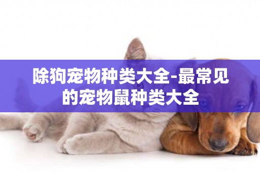 除狗寵物種類大全-最常見的寵物鼠種類大全
