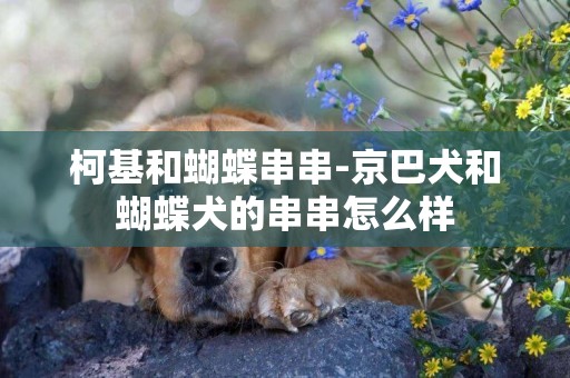 柯基和蝴蝶串串-京巴犬和蝴蝶犬的串串怎么樣