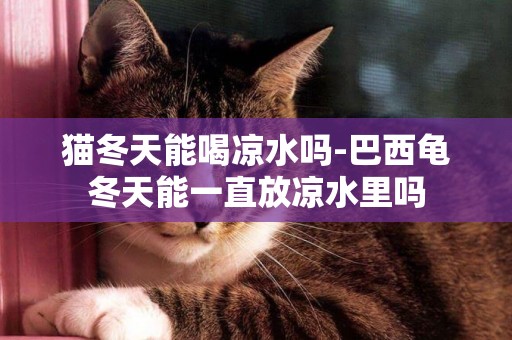 貓冬天能喝涼水嗎-巴西龜冬天能一直放涼水里嗎
