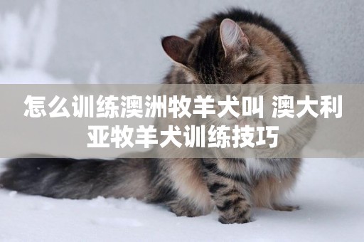 怎么訓練澳洲牧羊犬叫 澳大利亞牧羊犬訓練技巧