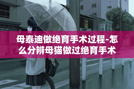 母泰迪做絕育手術過程-怎么分辨母貓做過絕育手術
