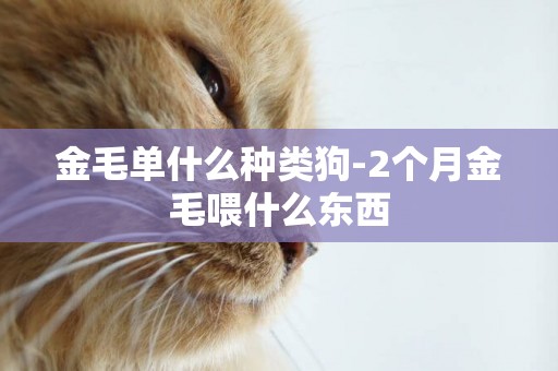 金毛單什么種類狗-2個月金毛喂什么東西