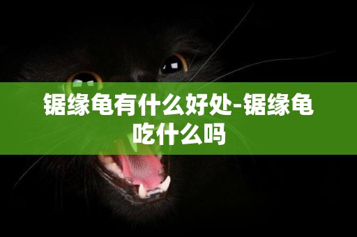 鋸緣龜有什么好處-鋸緣龜吃什么嗎