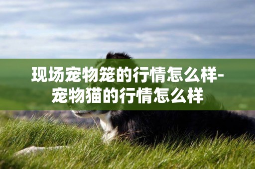 現場寵物籠的行情怎么樣-寵物貓的行情怎么樣