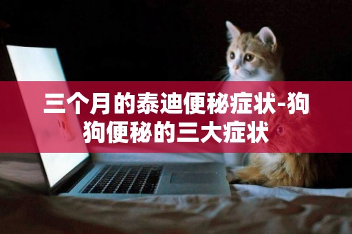 三個月的泰迪便秘癥狀-狗狗便秘的三大癥狀