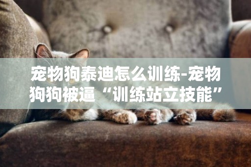 寵物狗泰迪怎么訓練-寵物狗狗被逼“訓練站立技能”小泰迪犬