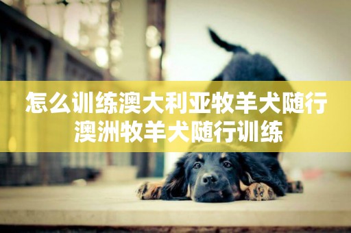 怎么訓練澳大利亞牧羊犬隨行 澳洲牧羊犬隨行訓練
