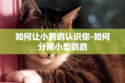如何讓小鸚鵡認識你-如何分辨小型鸚鵡