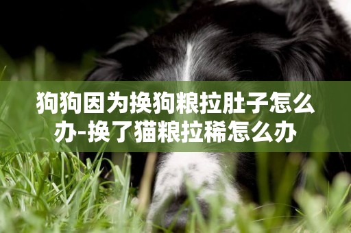 狗狗因為換狗糧拉肚子怎么辦-換了貓糧拉稀怎么辦