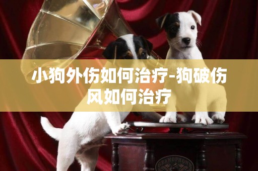小狗外傷如何治療-狗破傷風如何治療