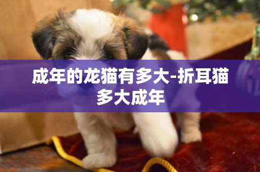 成年的龍貓有多大-折耳貓多大成年