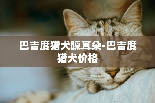 巴吉度獵犬踩耳朵-巴吉度獵犬價格