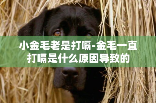 小金毛老是打嗝-金毛一直打嗝是什么原因導致的