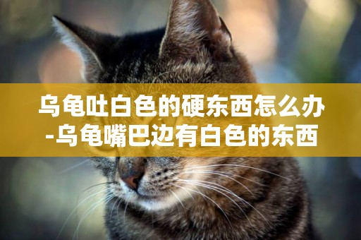 烏龜吐白色的硬東西怎么辦-烏龜嘴巴邊有白色的東西會是什么