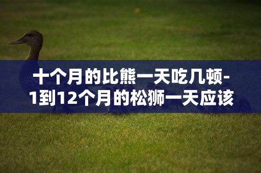 十個月的比熊一天吃幾頓-1到12個月的松獅一天應該吃幾頓