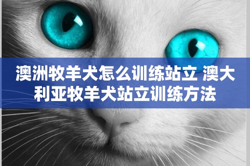 澳洲牧羊犬怎么訓練站立 澳大利亞牧羊犬站立訓練方法