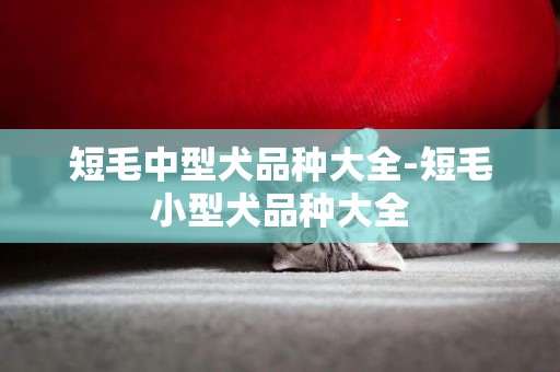 短毛中型犬品種大全-短毛小型犬品種大全