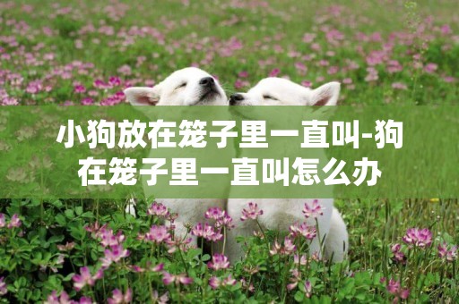 小狗放在籠子里一直叫-狗在籠子里一直叫怎么辦